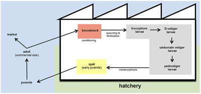 New Insights into Pathogenic Vibrios Affecting Bivalves in Hatcheries: Present and Future Prospects